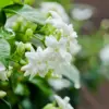 huile aromatique jasmin huile aromatique jasmin