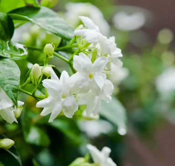 huile aromatique jasmin huile aromatique jasmin