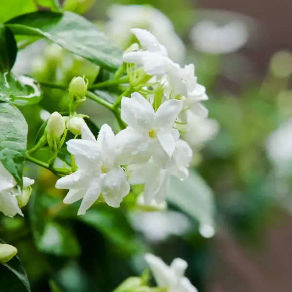 huile aromatique jasmin huile aromatique jasmin