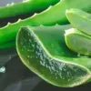 aloe-vera-absolu-300x300 Huile aromatique aloe vera absolu