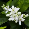 huile aromatique fleur-oranger huile aromatique fleur-oranger