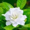 huile aromatique gardenia huile aromatique gardenia