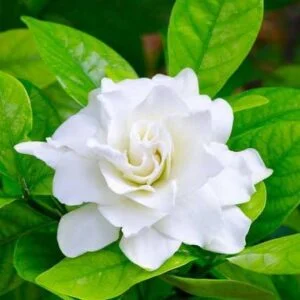 huile aromatique gardenia huile aromatique gardenia