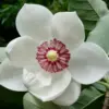 huile aromatique magnolia huile aromatique magnolia