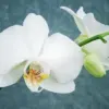 huile aromatique orchidee huile aromatique orchidee
