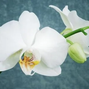 huile aromatique orchidee huile aromatique orchidee