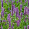huile aromatique patchouli huile aromatique patchouli