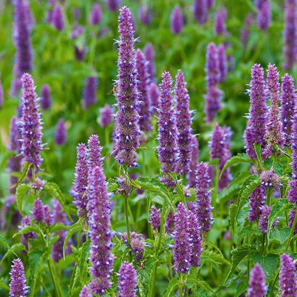 huile aromatique patchouli huile aromatique patchouli