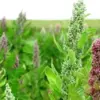 huile aromatique quinoa-love huile aromatique quinoa-love