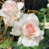 huile aromatique rose huile aromatique rose