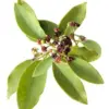 huile aromatique santal-amyris huile aromatique santal-amyris