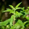 huile aromatique verveine huile aromatique verveine