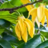 huile aromatique ylang-ylang huile aromatique ylang-ylang