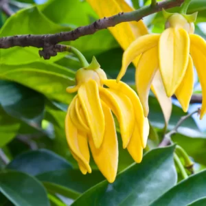 huile aromatique ylang-ylang huile aromatique ylang-ylang
